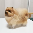 thumbnail image 3 of Stuffed Animal under $5! Xqxayjr Realistic Pomeranian Dog Plush Toy, Lifelike Stuffed Animal Model, Soft Artificial Fur Dog Collectible, Educational Pet Toy for Kids and Adults, 3 of 3