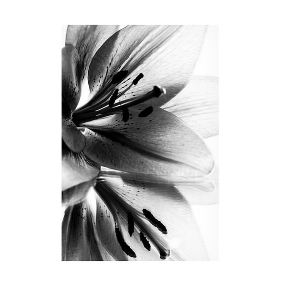 Andre Koenig 'Lily' Canvas Art