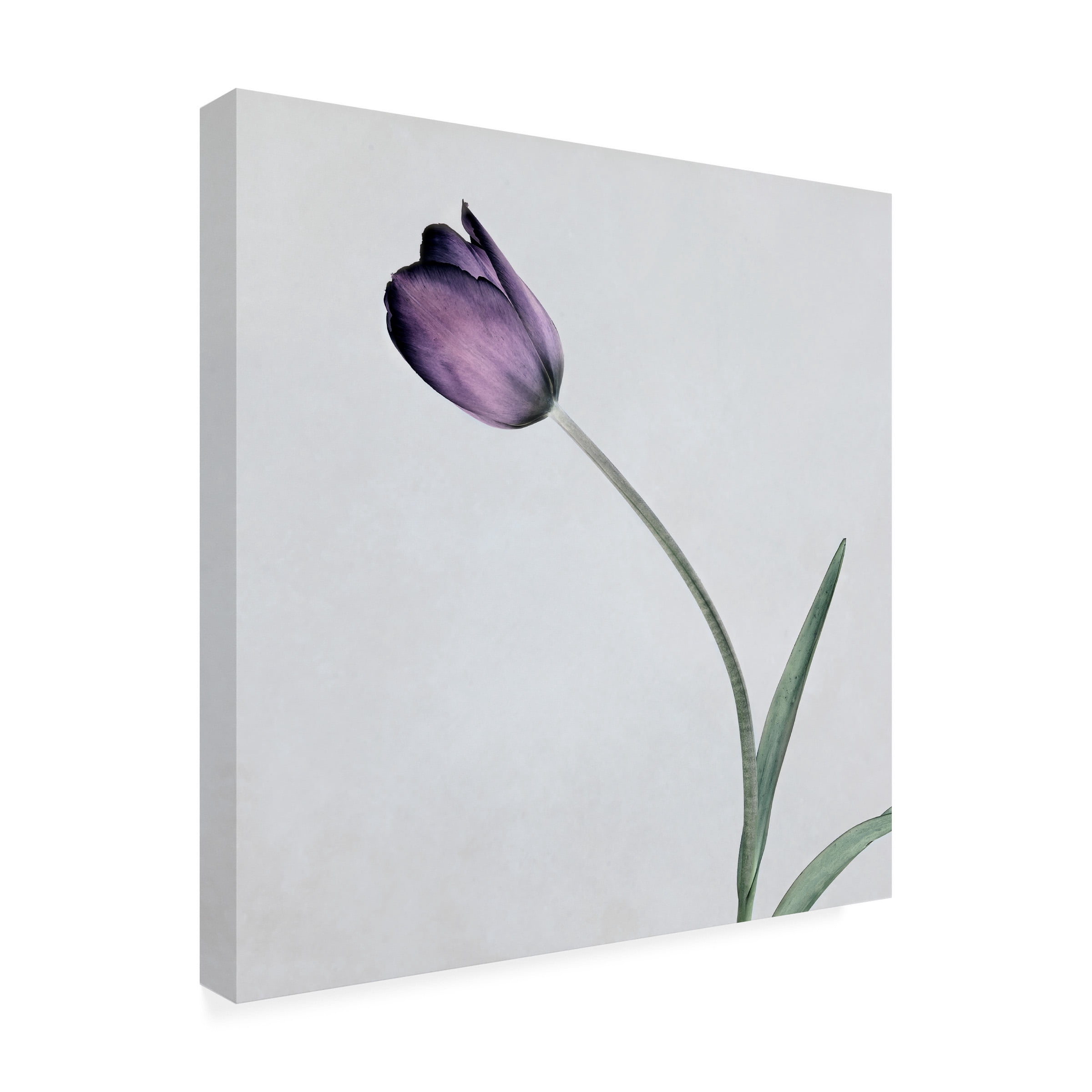 Symposium Design 'Tulip II' Canvas Art
