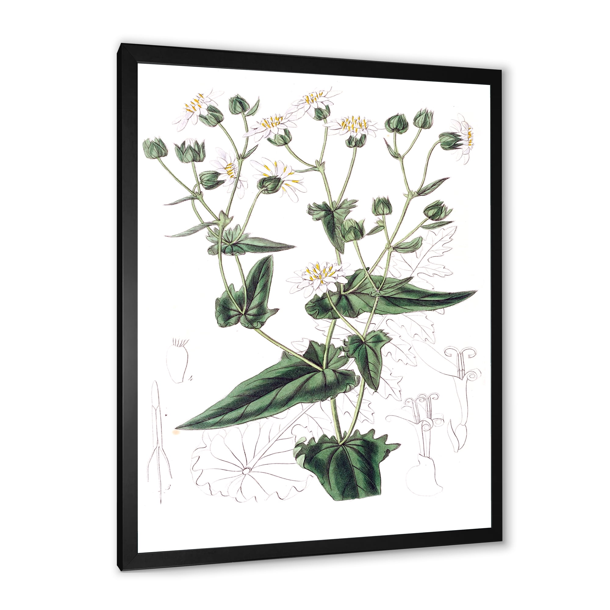 Designart 'Ancient Plant Life XXII' Traditional Framed Art Print