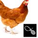 thumbnail image 4 of 100 Uds. Accesorio de hebilla de anillo de pie incluido para aves de corral de granja para pollo conejo ganso, 4 of 5