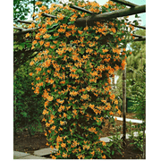 Mandarin Honeysuckle Vine - Perennial - Lonicera - 2.5"  Pot