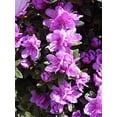 thumbnail image 6 of Purple Gem Rhododendron, 6 of 7