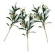 thumbnail image 3 of 3pcs Ramas de oliva Tallos de olivo de oliva, 3 of 6