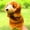 J, variant on Hand Puppets for Kids, TOUMENY Soft Plush Parent-Child Role Play Puppet, Movable Hands Big Mouth Storytelling Glove Puppet for Imaginative Stage Performance Classroom Church