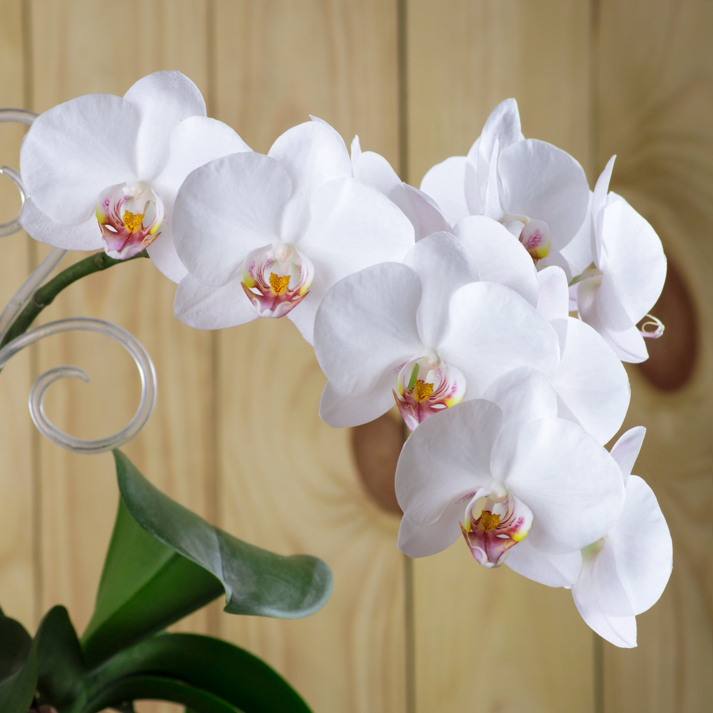 5 in. Superior Multi-Stem Luminous White Phalaenopsis Orchid in Luxe Designer Ceramic Planter