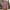Pink, variant on ZZwxWA Knee Length Linen Shorts for Women Comfy Shorts Drawstring Elastic Waist Summer Casual Beach Shorts
