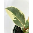 thumbnail image 5 of Ficus Elastica Tineke Variegated Rubber Plant - Live Air-Purifying Indoor Plant in Nursery Pot – Easy Care, Low Maintenance Houseplant for Home & Office Decor, Natural Air Cleaner, Best for Beginners, 5 of 9