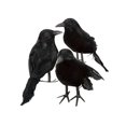 thumbnail image 3 of 6 X Decoración de Halloween Cuervo Cuervo Cuervo artificial con plumas Pájaro negro ACTIVE Biensenido a ACTIVE, 3 of 3