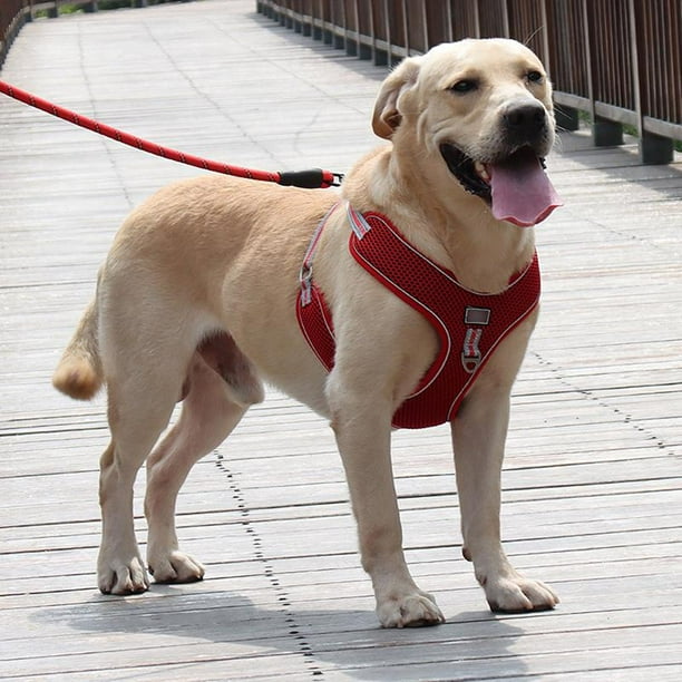 Praeter Large Dog Harness Vest With Tracktion Rope Breathable No Pull Dog Training Harness Adjustable Reflective Pet Harnesses For Pitbull Labrador Collars Red Xl Walmart Com Walmart Com Praeter Large Dog Harness Vest With Tracktion Rope Breathable No Pull Dog Training Harness Adjustable Reflective Pet Harnesses For Pitbull Labrador Collars Red Xl Walmart Com Walmart Com