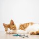thumbnail image 2 of Juguete Para Gatos De Lona Con Forma De Pez, Colores Opcionales, Con Juguete Cat Self Hi, Artículos Para Mascotas, 2 of 7