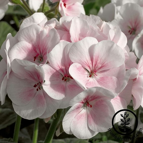 Maverick F1 Series Geranium Flower Garden Seeds - Appleblossom - 100 Seeds - Annual Flower Gardening Seed - Pelargonium x hortorum