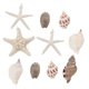 thumbnail image 1 of 10pcs Seashell Shape Refrigerator Magnet Sticker 3D Ocean Theme Fridge Magnets (Random Style), 1 of 3