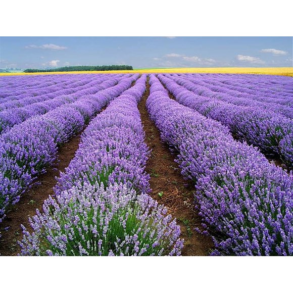 500 True ENGLISH LAVENDER VERA Lavandula Angustifolia Vera Herb Purple Flower Seeds