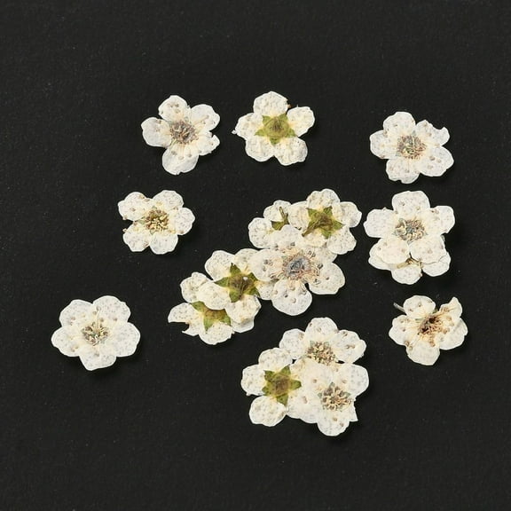 Narcissus Embossing Dried Flowers for Cellphone Photo Frame Scrapbooking DIY Handmade Craft Beige 7mm 20pcs/box