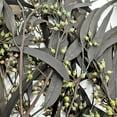 thumbnail image 5 of Bergamo Art 20 Inch High Real Preserved Mixed Bouquets Mix 9 in Large, 5 of 10