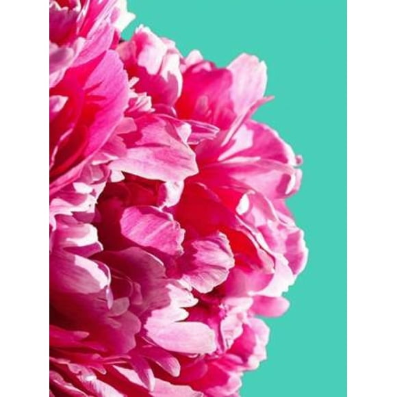 Pink Peony Poster Print by Lexie Greer (18 x 24)