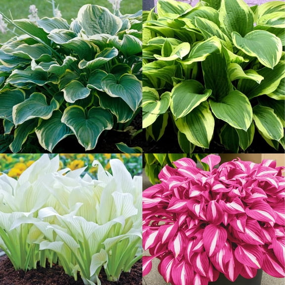 PLATAGO Mixed Hosta Seeds Perennial Hosta MVR1 Plants Grow Easily Hosta Seeds for Planting Outdoor Patio Garden Shade 100pcs