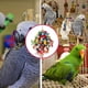 thumbnail image 2 of Juguete masticable resistente para loros, 100 % natural, multicolor, para jaulas de loros y aves grandes y medianas. Guacamayo gris africano (colorido)., 2 of 5