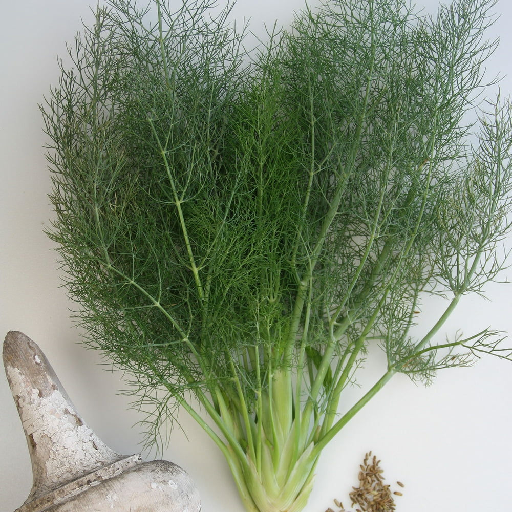 Florence Fennel 1 g 300 Seeds Heirloom, Open Pollinated, NonGMO