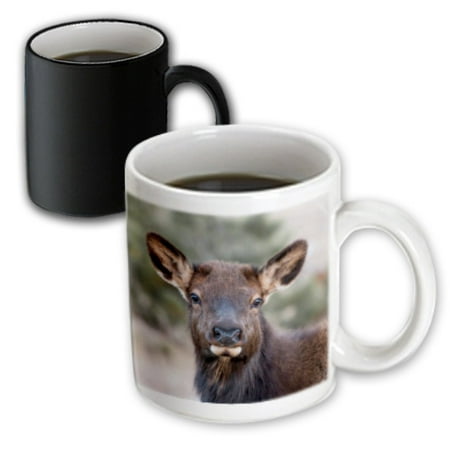 3dRose USA, Colorado, Estes Park, Rocky Mountain NP, Cow Elk or Wapiti - Magic Transforming Mug, (Best Coffee In Estes Park)