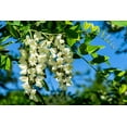 thumbnail image 2 of 25 Flowering BLACK LOCUST TREE False Acacia Robinia Pseudoacacia Seeds, 2 of 11