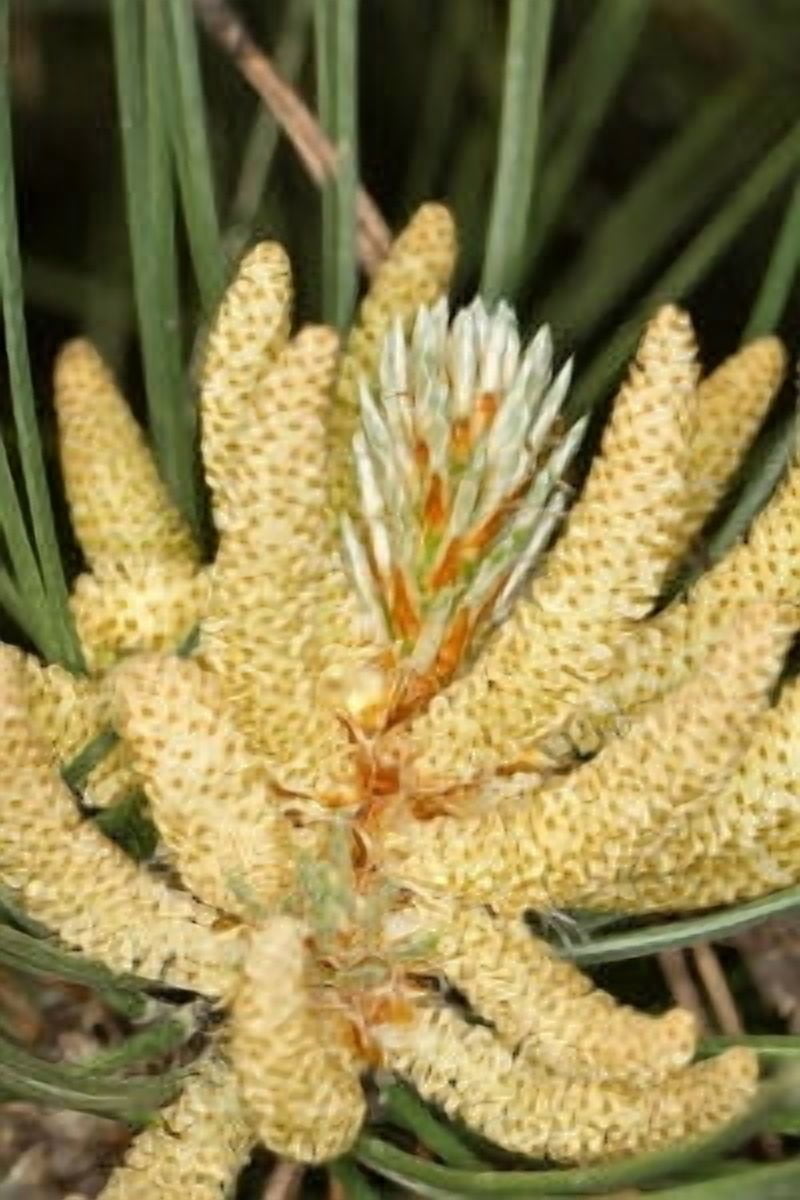 Pine Black Wild Crafted Essential Oil 1 fl oz (30 ml) - 100% Pure and Natural by Silky Scents