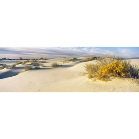 Desert plants in a desert White Sands National Monument New Mexico USA Canvas Art - Panoramic Images (18 x