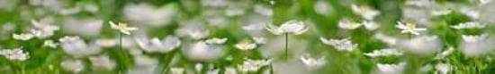 White Ranunculus Ca