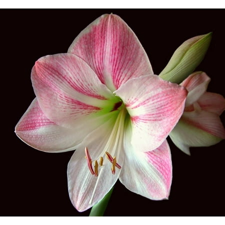 - LAMINATED POSTER Bloom Bulb Flower Pink Floral Amaryllis Botany Poster Print 24 x 36
