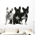 thumbnail image 1 of French Bulldogs 11 Months Wall Decal by Wallmonkeys Peel and Stick Graphic (48 in W x 37 in H) WM324388, 1 of 4