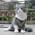 thumbnail image 2 of Sijiali Dog  Harness Breathable Convenient Dual Use Pet Vest Harness Leash for  Small Dog, 2 of 10