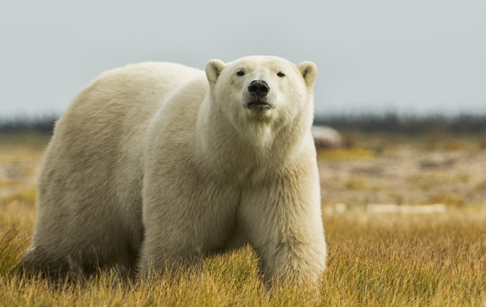 Polar Bear Walking