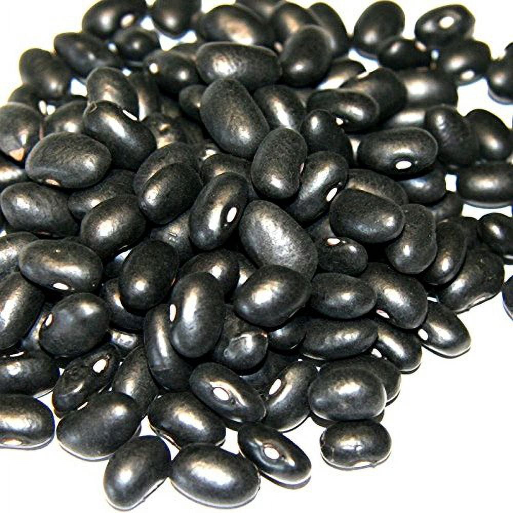 Black Turtle Heirloom Bush Bean - Hardy Plants Grow to 18-24" -Very Tasteful(500 - Seeds)