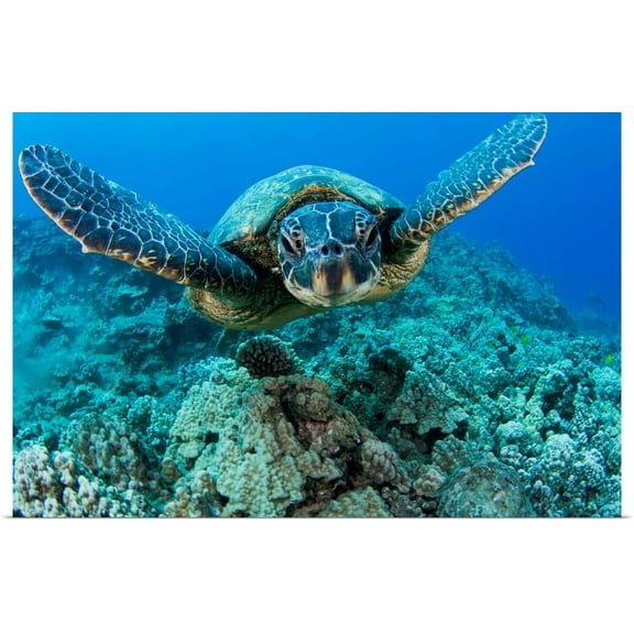 Great BIG Canvas | Rolled Dave Fleetham Poster Print entitled Hawaii, Green Sea Turtle (Chelonia Mydas) Gliding Through The Water