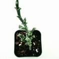 thumbnail image 3 of Ruschia Uncinata 'Doringvygie' Succulent Live Plant 2 Inch for Indoor Outdoor Home Office Garden Decor, 3 of 6
