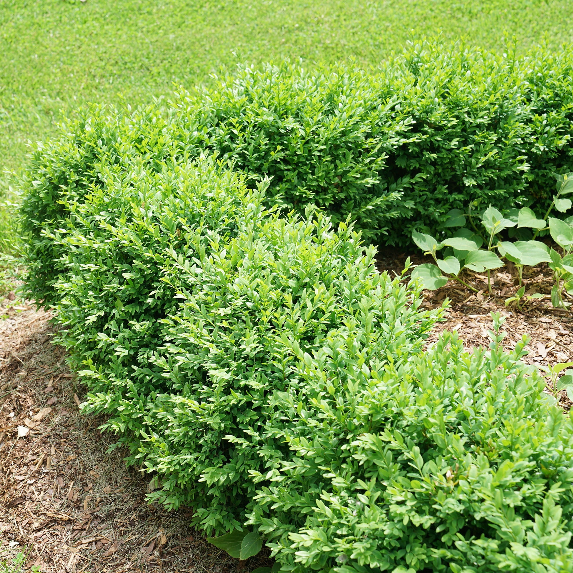 Proven Winners ColorChoice North Star Boxwood (1 Gallon)