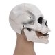 thumbnail image 5 of Máscara de calavera de Halloween, máscara de cabeza completa para fiesta de cosplay para Navidad, Pascua, festival de Año Nuevo, blanco, 5 of 15