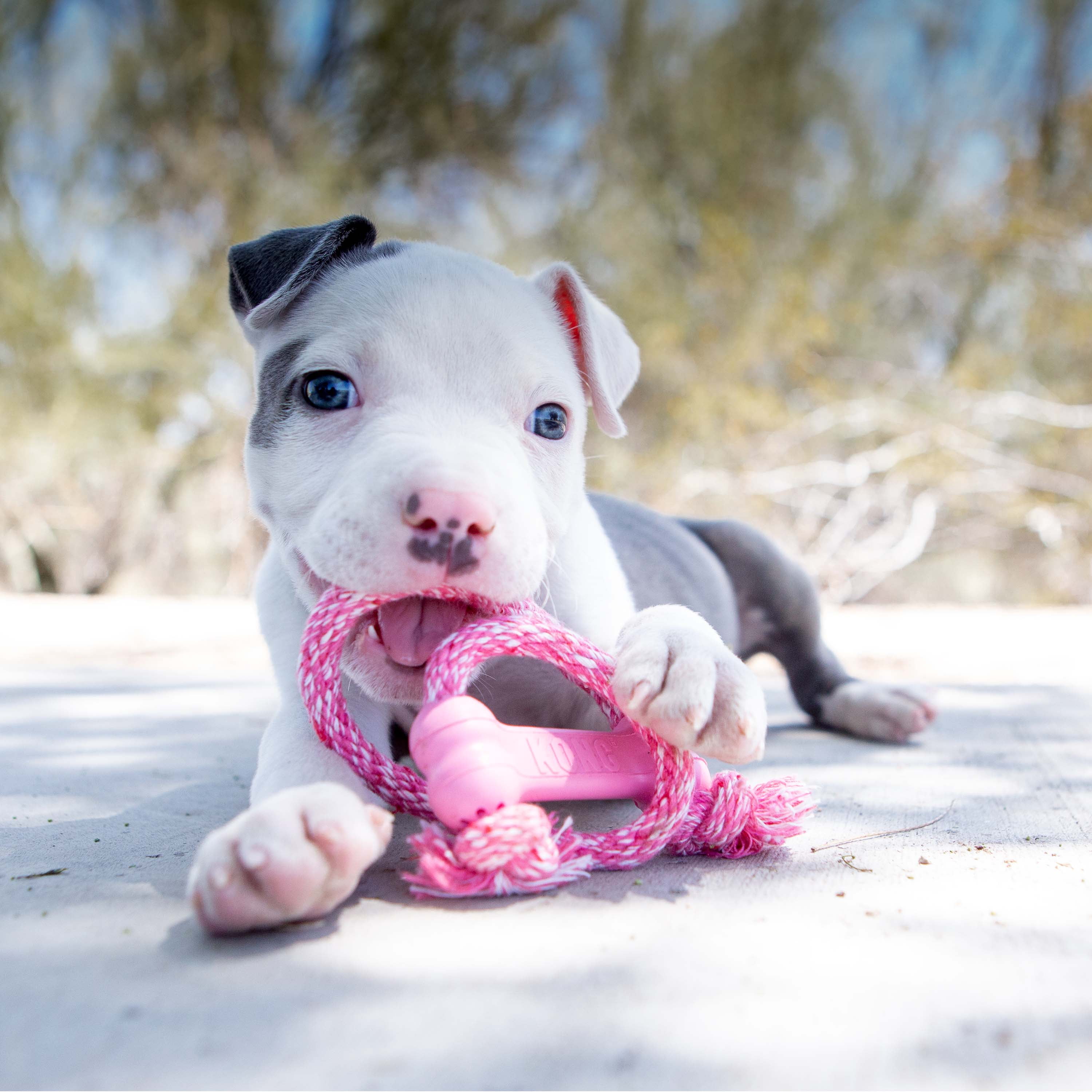 KONG® Puppy Goodie Bone for Beginner Chewers, Pink, Extra Small for Dogs up to 5 lbs