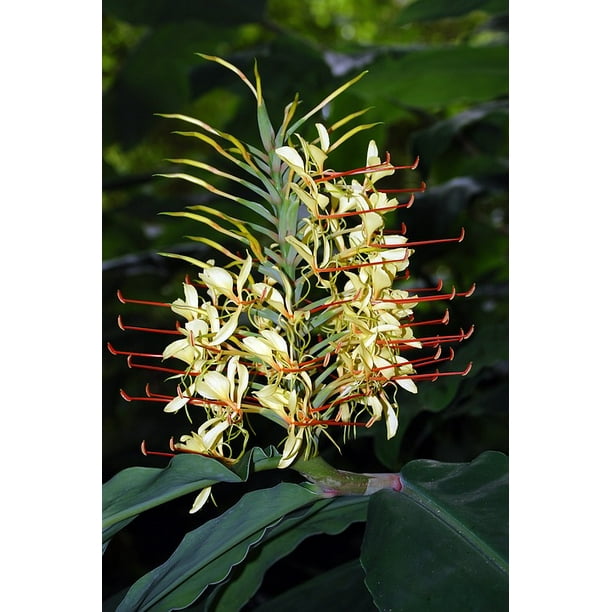 Flower Kahila Garland Lily Azores Ginger Lily 12 Inch By 18 Inch Laminated Poster With Bright Colors And Vivid Imagery Fits Perfectly In Many Attractive Frames Walmart Com Walmart Com