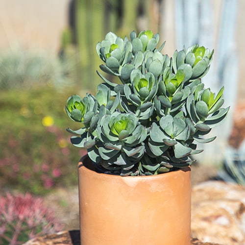 Element by Altman Plants Senecio Amanensis, Easy Succulent; 1 gal Grower Pot; Full Sun