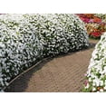 thumbnail image 5 of Seedville 50 Dwarf White Impatiens Flower Seeds, 5 of 7