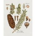 thumbnail image 3 of Donovan, Kelly 15x18 Black Modern Framed Museum Art Print Titled - Botanical Fir, 3 of 5