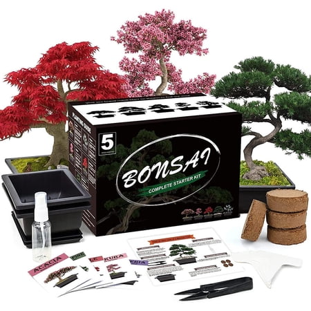 5 Bonsai Tree Kit Complete, Indoor Gardening Potted DIY Gift, for Men, Women, Beginners & Nature Lovers