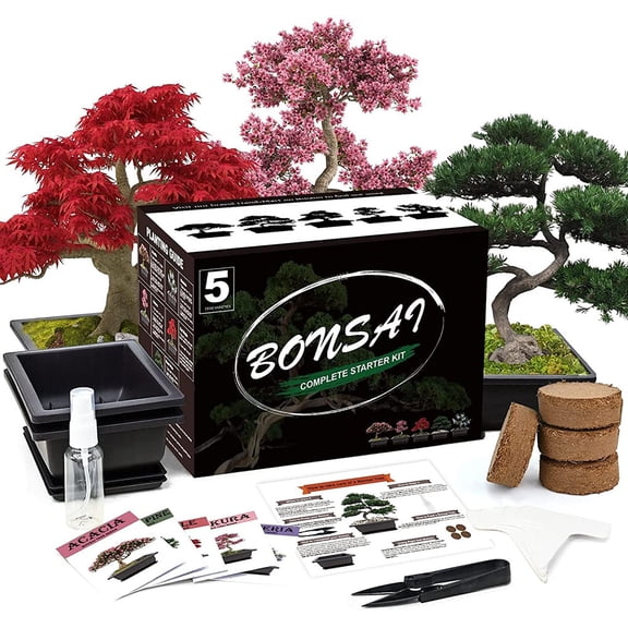 5 Bonsai Tree Kit Complete, Indoor Gardening Potted DIY Gift, for Men, Women, Beginners & Nature Lovers