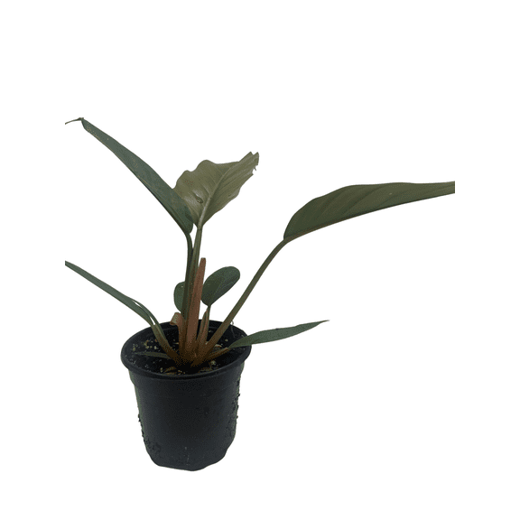 Chocolate Empress Philodendron - Live Houseplant - 4" Pot