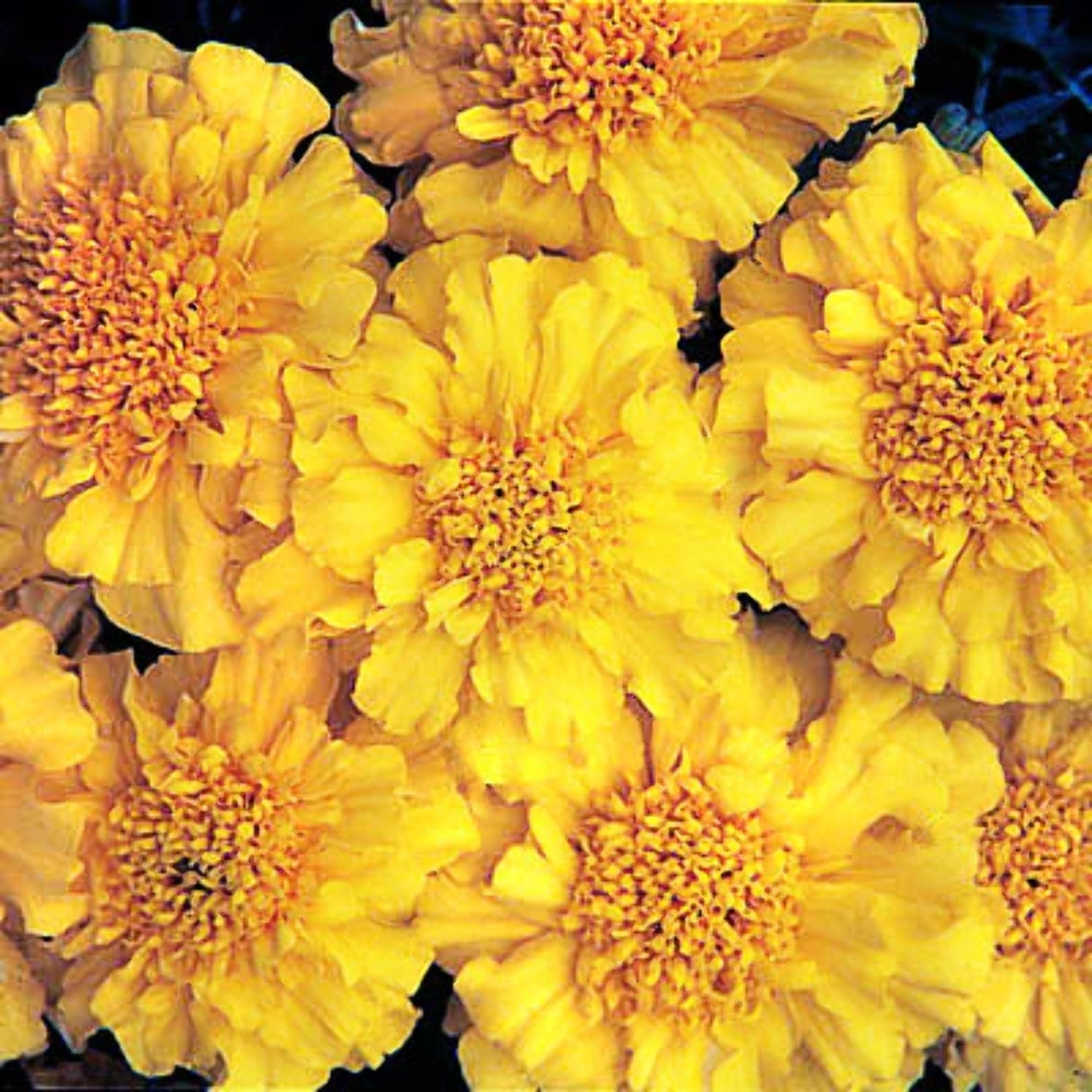 Marigold Seeds Zenith Yellow Variety Marigold Seeds NonGMO 250