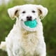 thumbnail image 4 of Pelotas Chirriantes de Juguete para Perros Colco Juguetes para masticar cachorros, 4 of 8