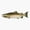 1pcs, variant on Chinook Salmon Ocean Fish Sticker