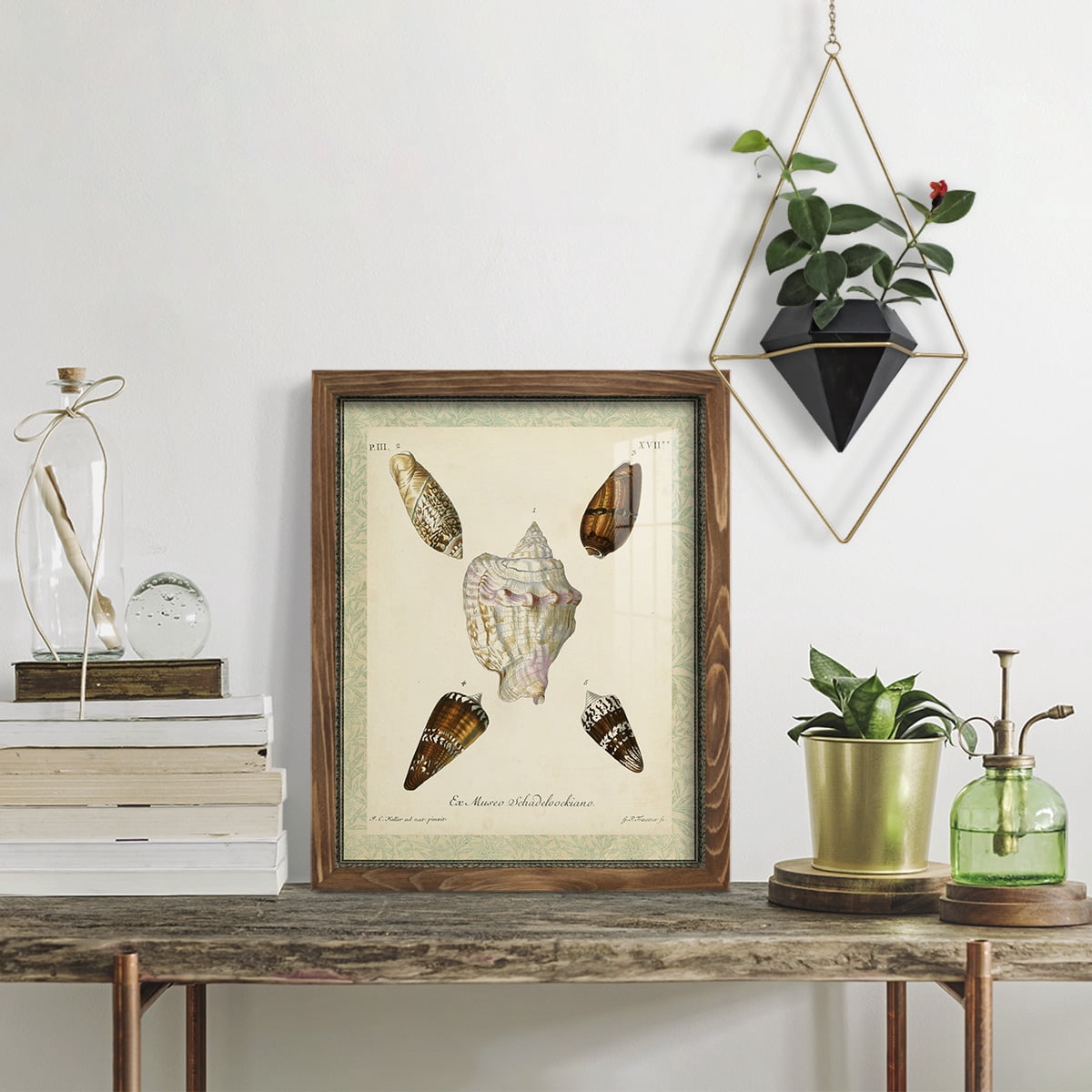Bookplate Shells IV - Framed Print w/glass - Walnut
